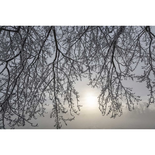 Canada, Ottawa Frosty limbs and fog-shrouded sun
